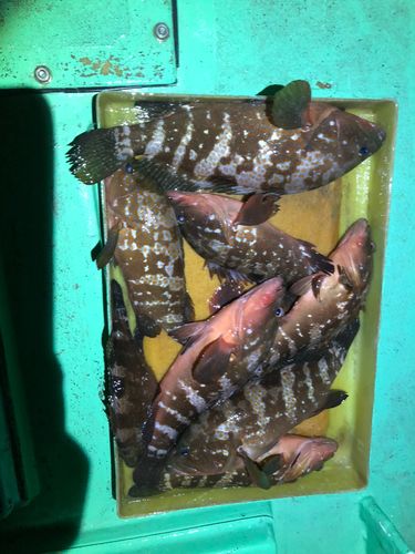 キジハタの釣果
