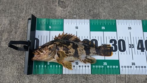 タケノコメバルの釣果