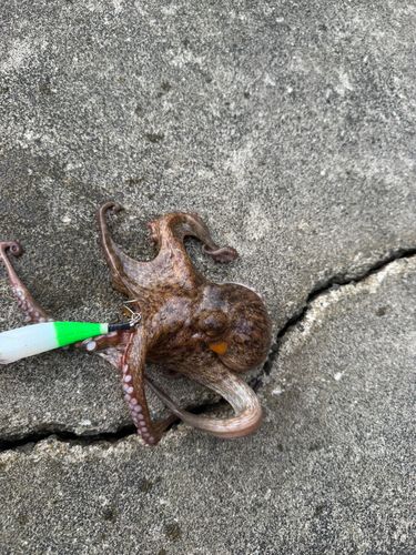タコの釣果