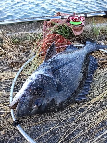 チヌの釣果