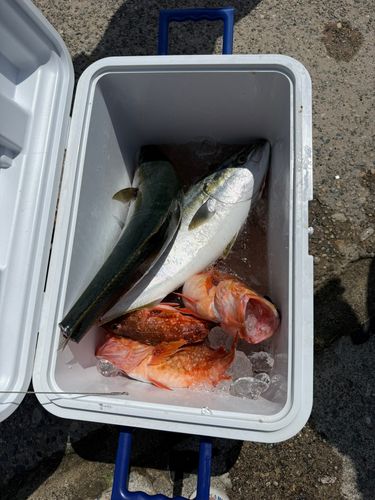 ブリの釣果