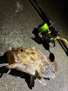 クロソイの釣果