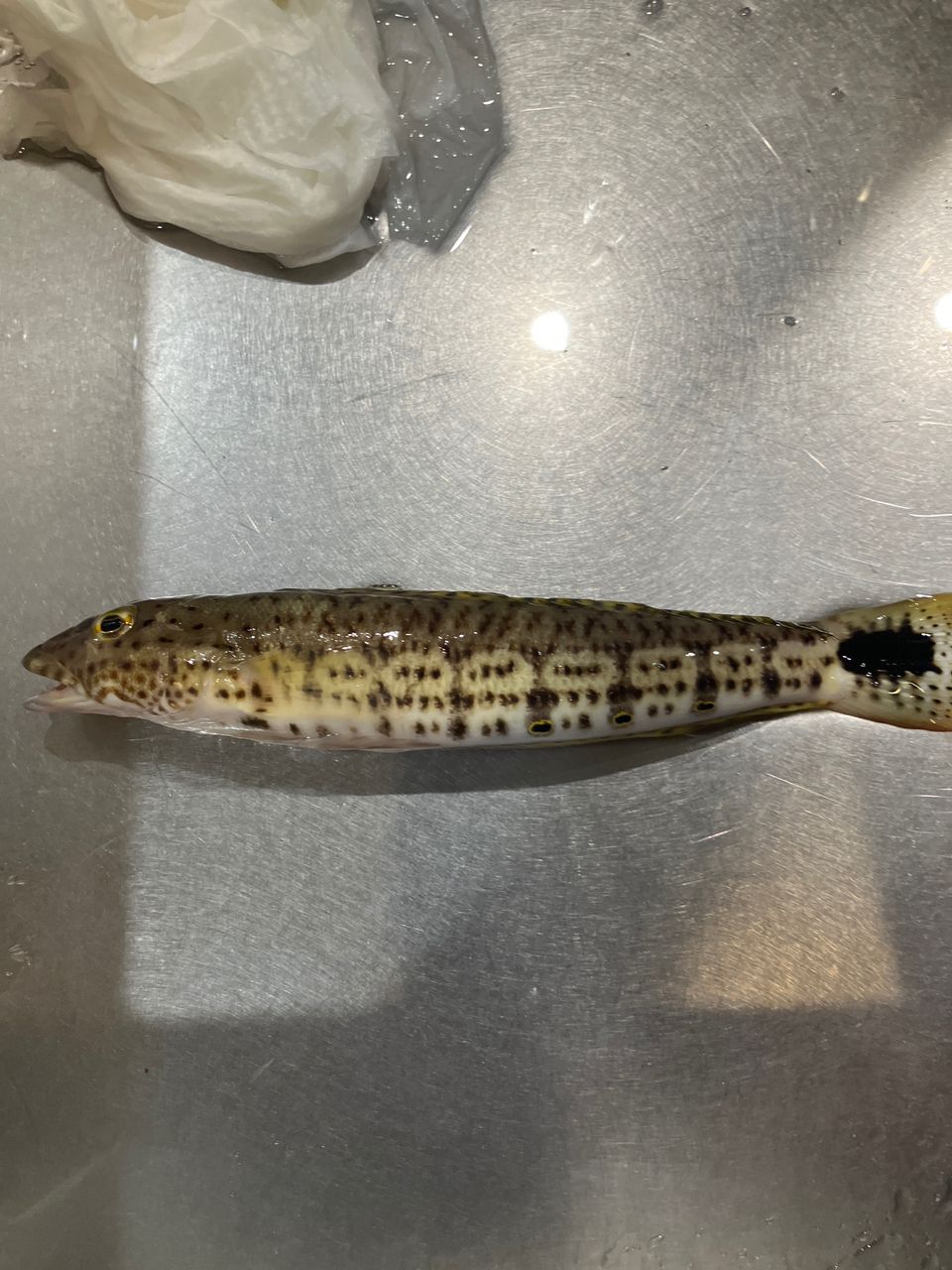 オグロトラギス