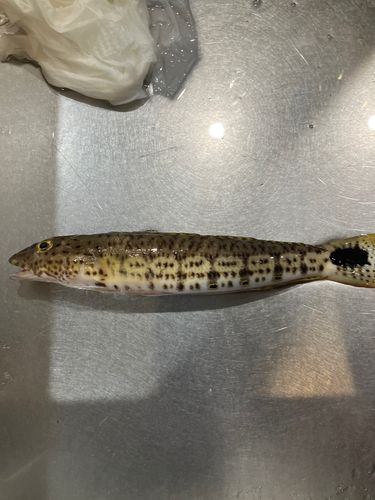 オグロトラギスの釣果
