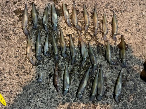 ヤリイカの釣果