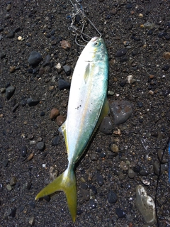 ワカシの釣果