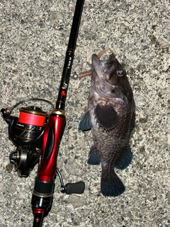 マゾイの釣果