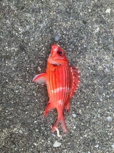 テリエビスの釣果