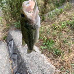 ブラックバス
