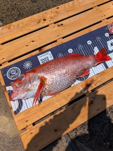 アカムツの釣果