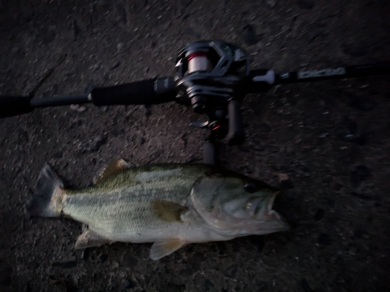 ラージマウスバス