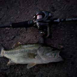 ラージマウスバス