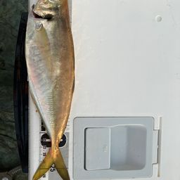 アジ
