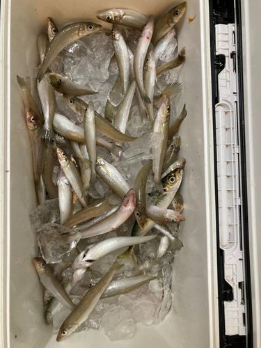 キスの釣果