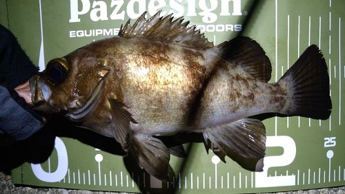 シロメバルの釣果