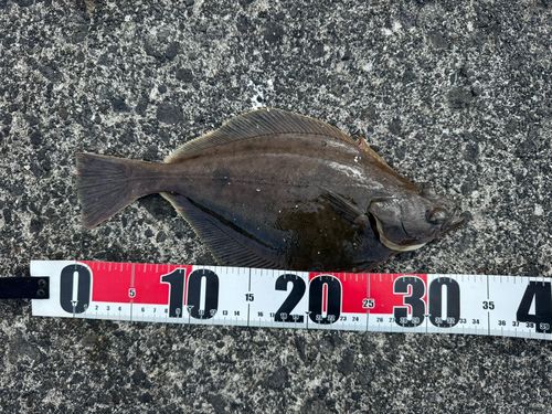 カレイの釣果