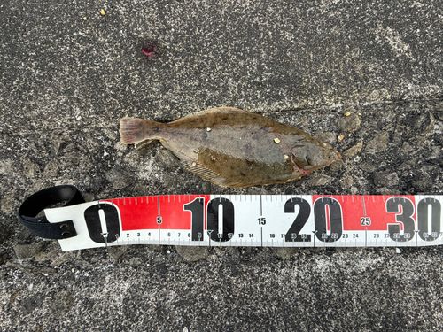 カレイの釣果
