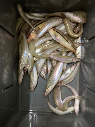キスの釣果