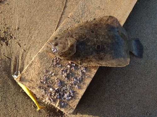 ソゲの釣果