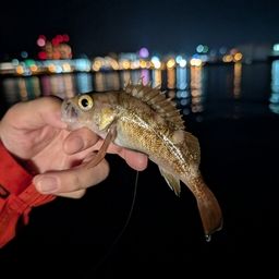 エゾメバル