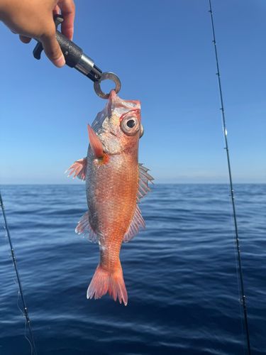 アカムツの釣果