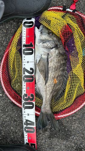 チヌの釣果