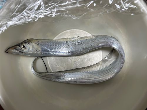 タチウオの釣果