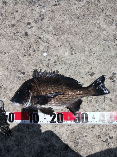 クロダイの釣果