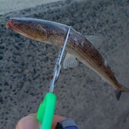 エソ