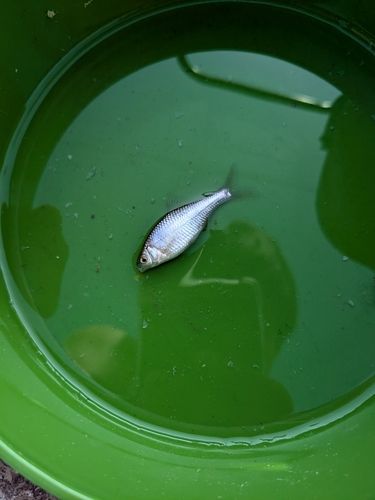 ヤリタナゴの釣果
