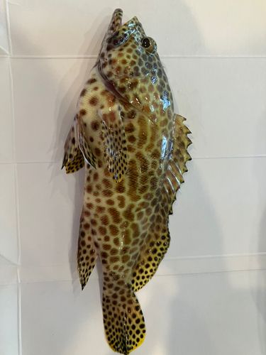 カンモンハタの釣果