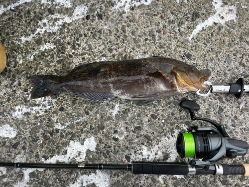 アイナメの釣果