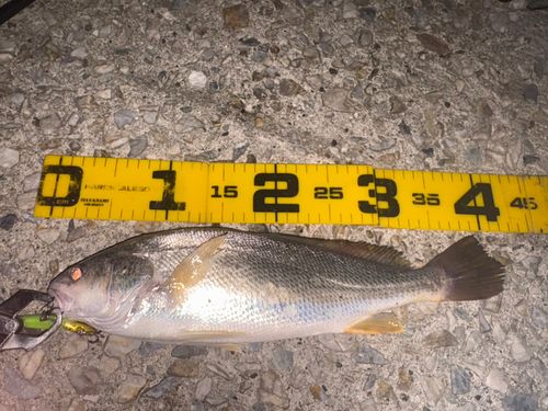 シログチの釣果