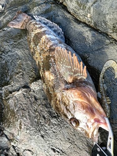 アイナメの釣果