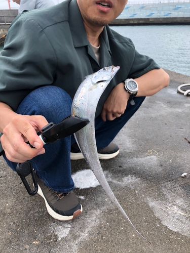 タチウオの釣果