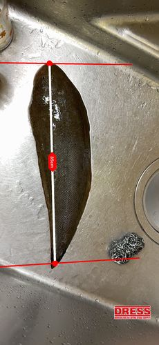 シタビラメの釣果