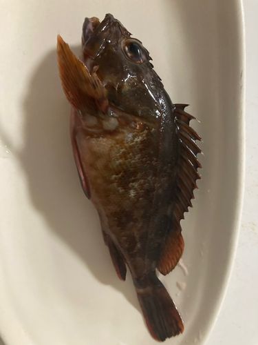 アラカブの釣果