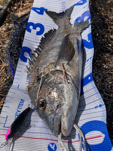 クロダイの釣果