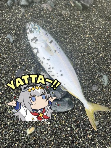 ワカシの釣果