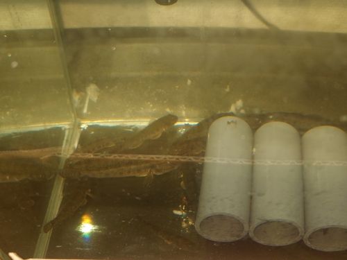 マハゼの釣果