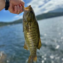 スモールマウスバス