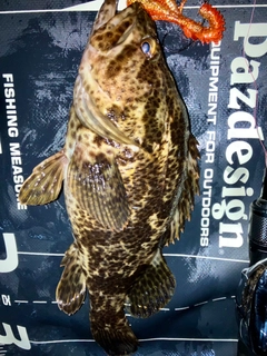 タケノコメバルの釣果