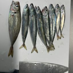アジ