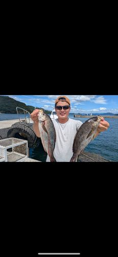 イシガキダイの釣果