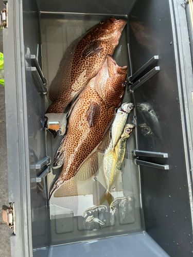 オオモンハタの釣果