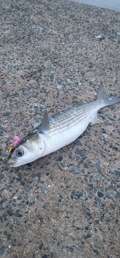 ボラの釣果