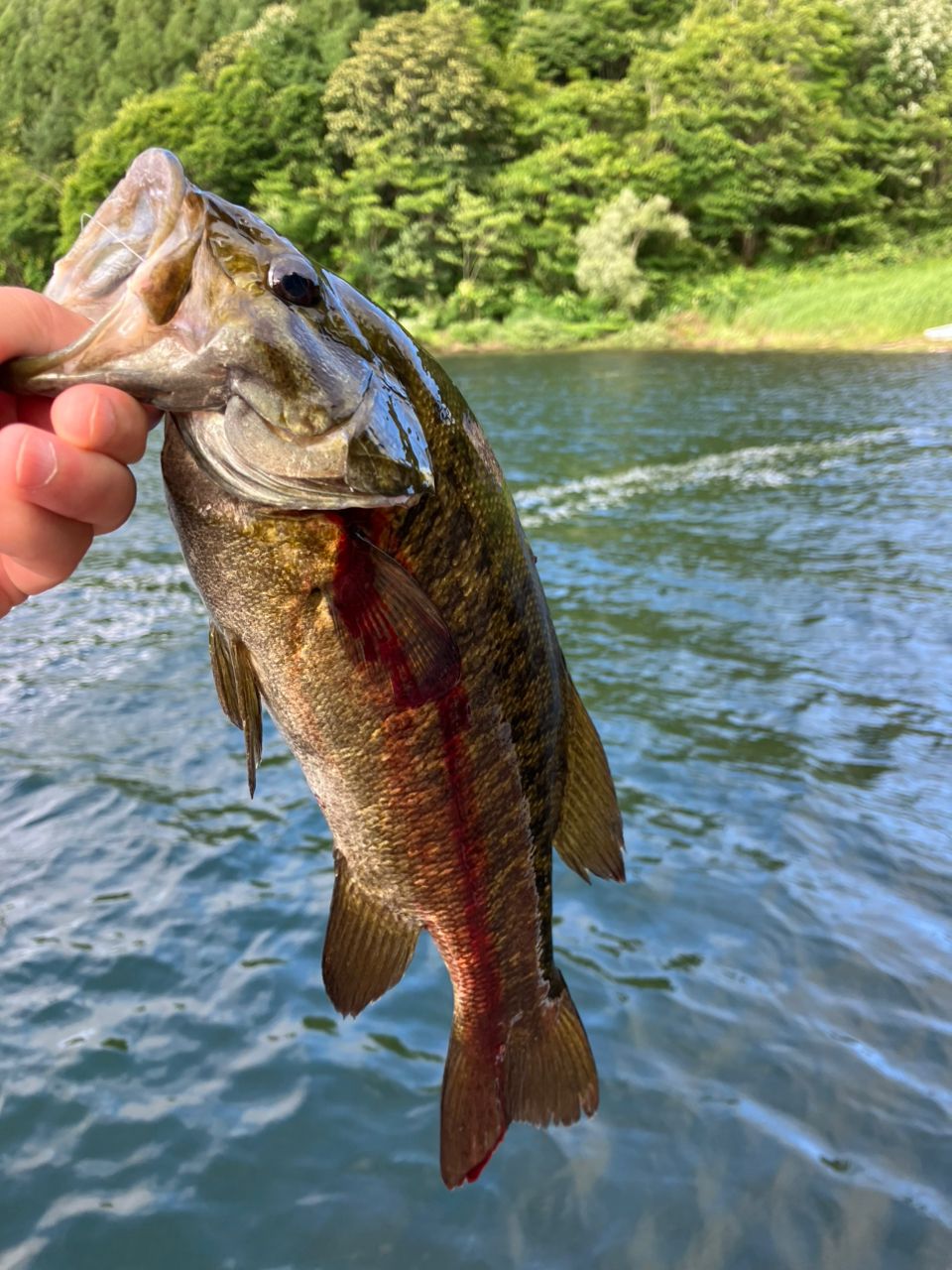 REBELLION 661M/ML FB リベリオン ダイワ(Daiwa) リベリオン 661M/MLFB 05807205｜アウトドア用品