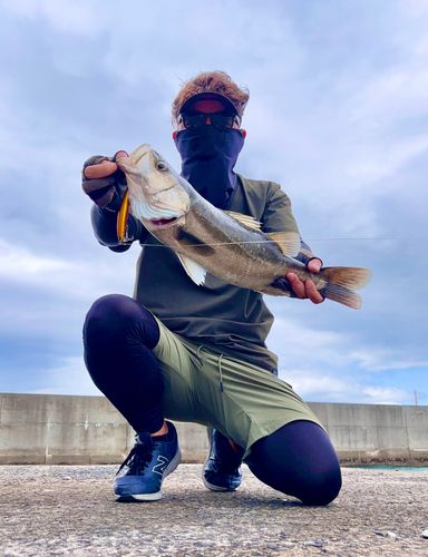 フッコ（マルスズキ）の釣果