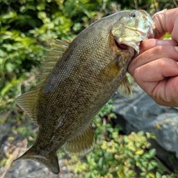 スモールマウスバス