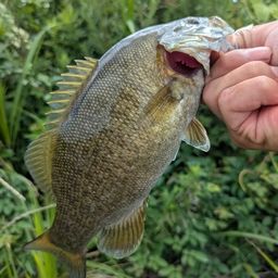 スモールマウスバス